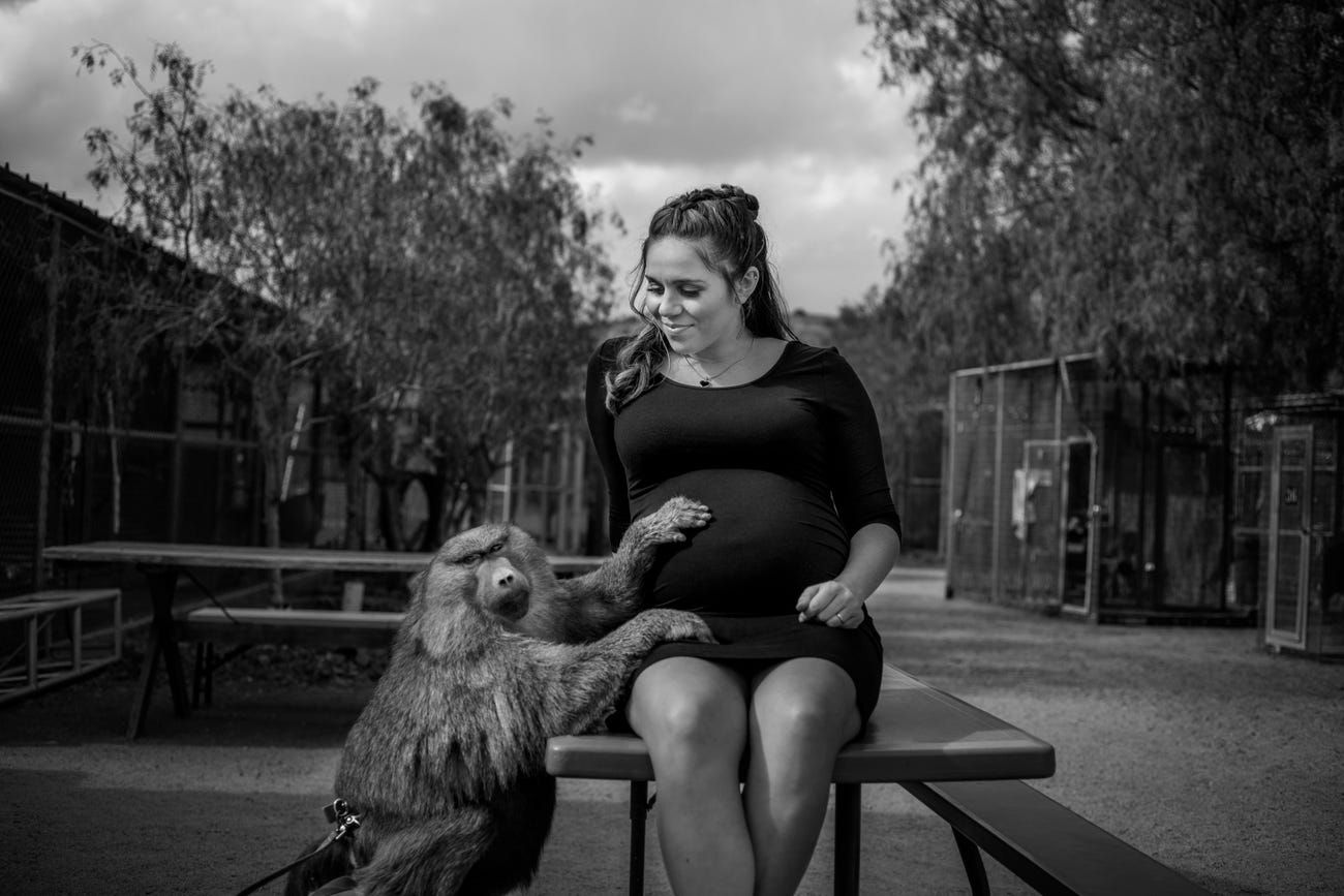 Кенгуру, мавпа та інші звірі: вагітна жінка провела неймовірну фотосесію у своєму заповіднику Кенгуру, мавпа та інші звірі: вагітна жінка провела неймовірну фотосесію у своєму заповіднику