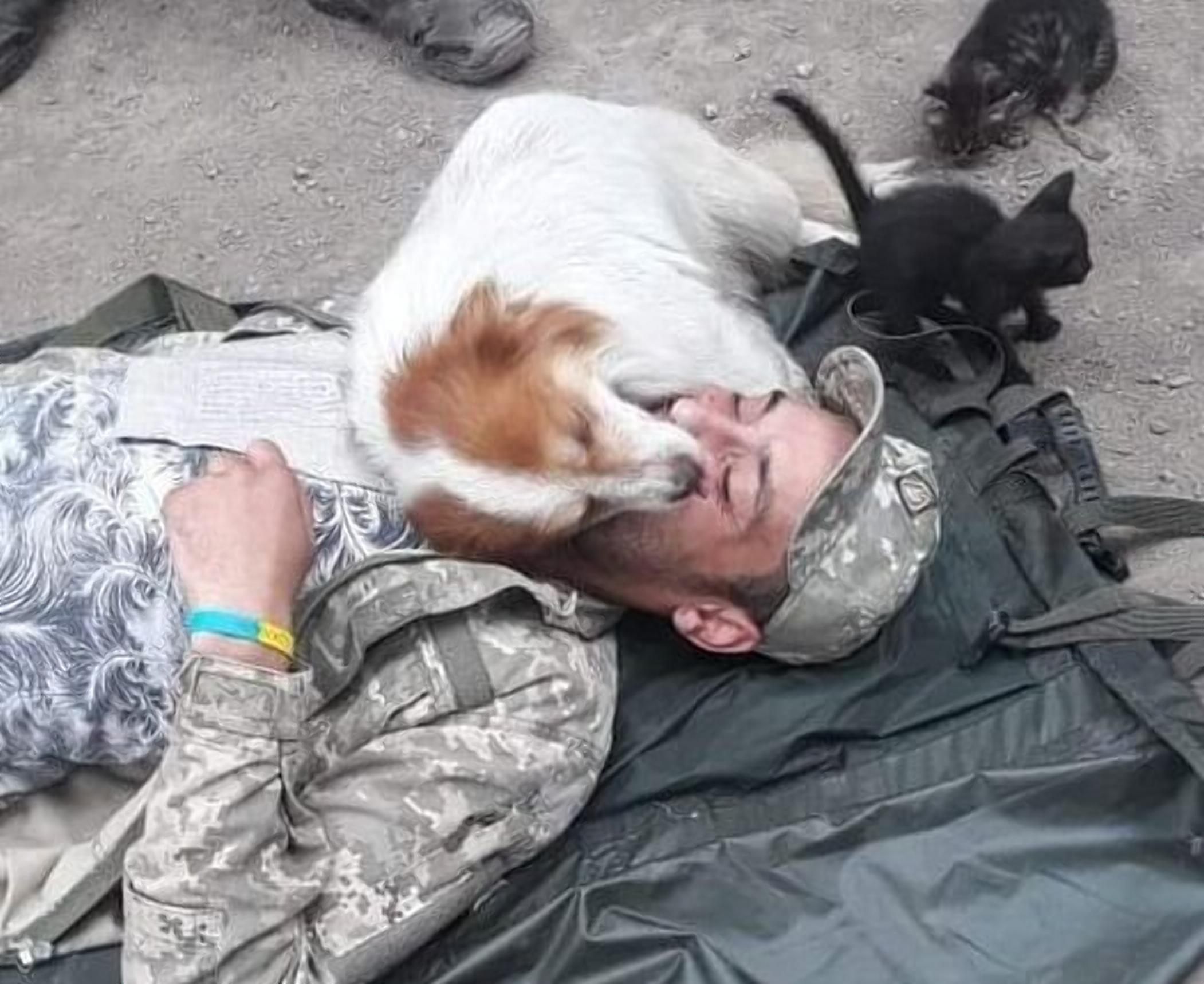 Надприродна відданість: як собака сумував  за "пораненим" бійцем ЗСУ – вражаюче фото