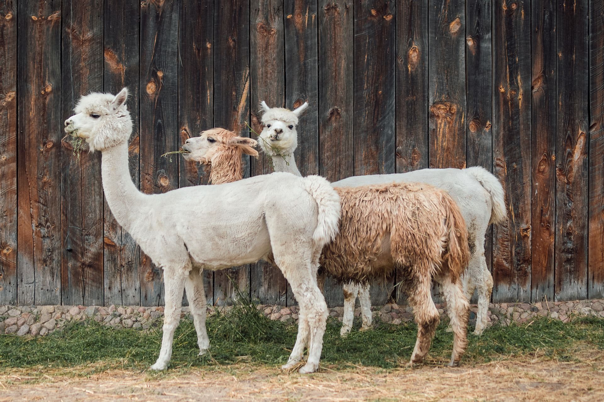 Полезный досуг: чеширская ферма проводит пилатес с альпаками – фото 