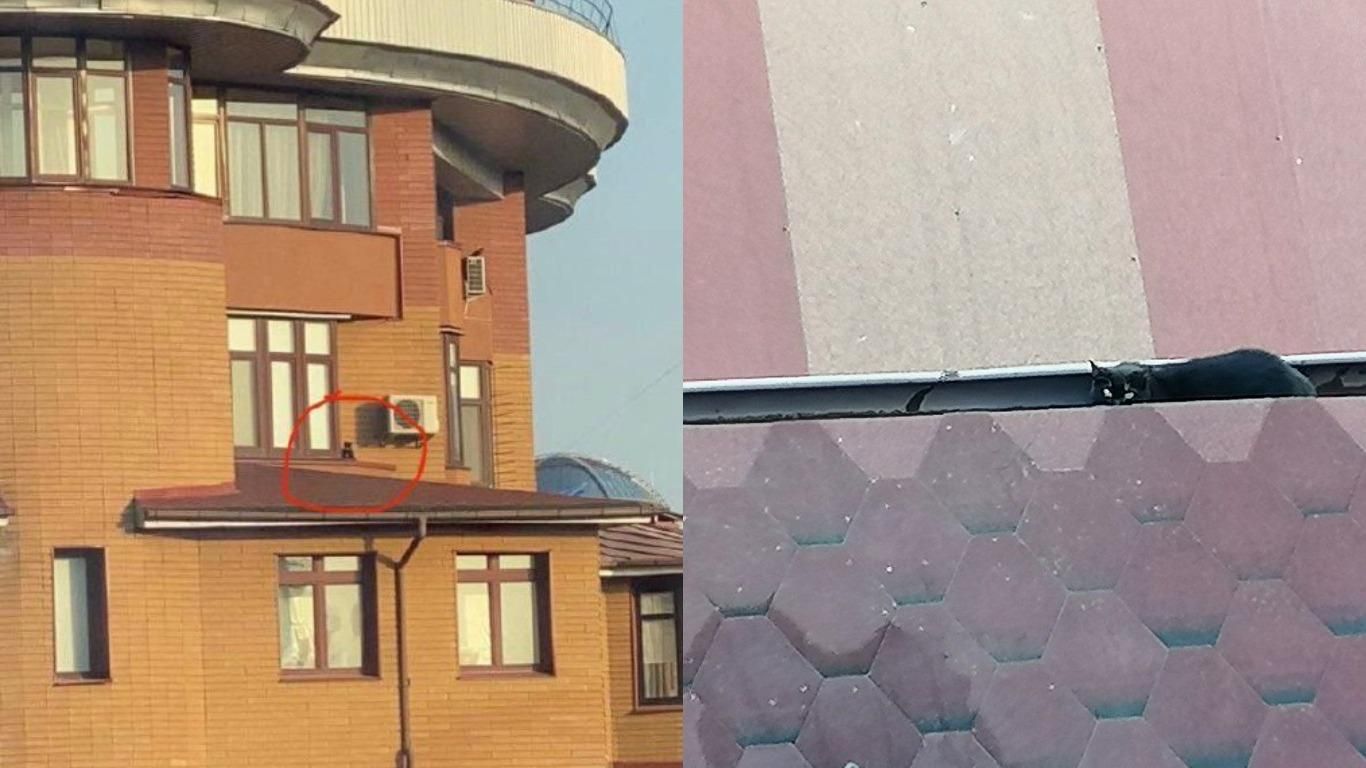 Сидел на подоконнике 23 этажа: поражающая история спасения кота - Pets Сидел на подоконнике 23 этажа: поражающая история спасения кота - Pets