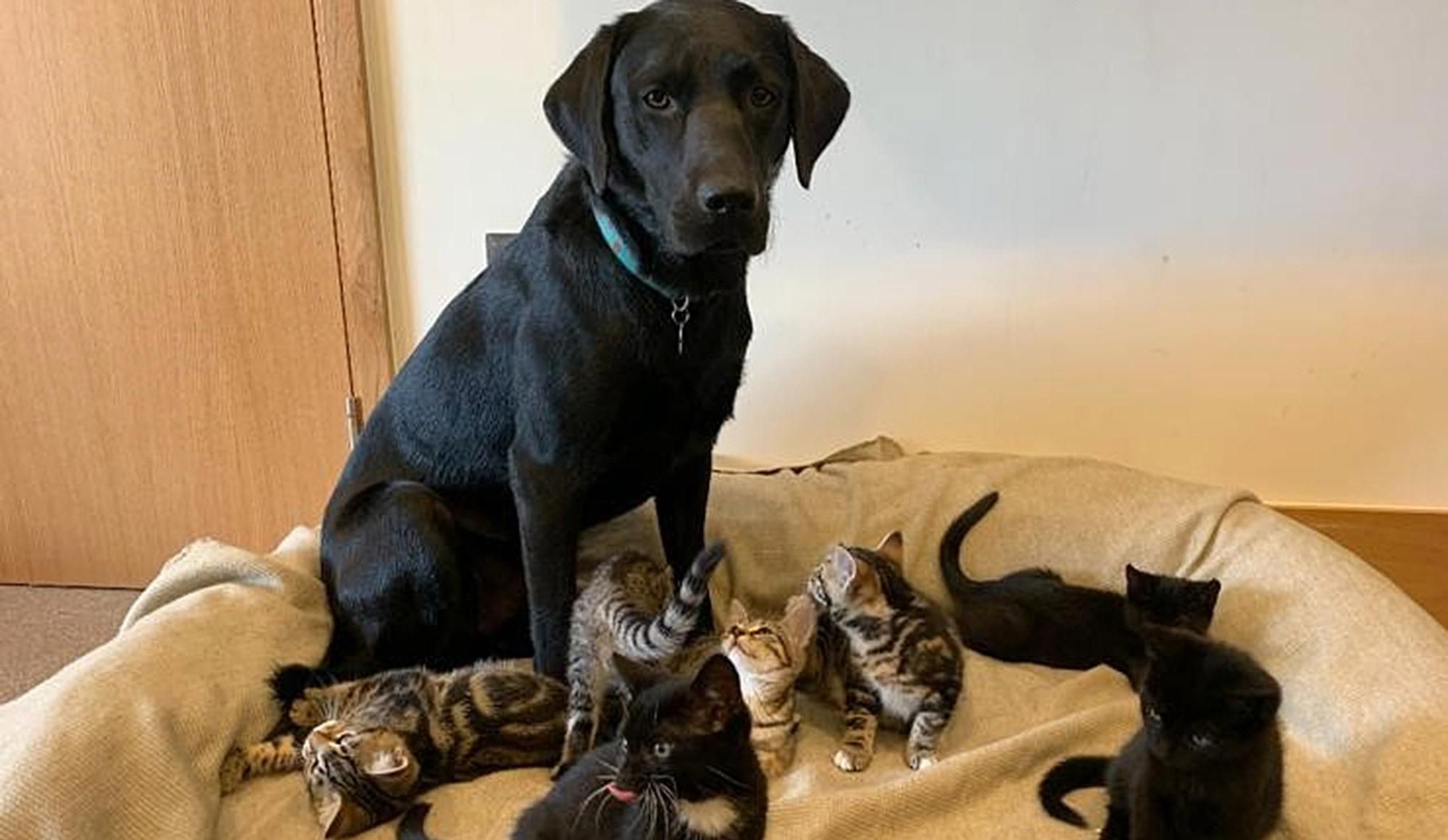 Лабрадор Берті терпляче виховав 7 кошенят: фото Лабрадор Берті терпляче виховав 7 кошенят: фото