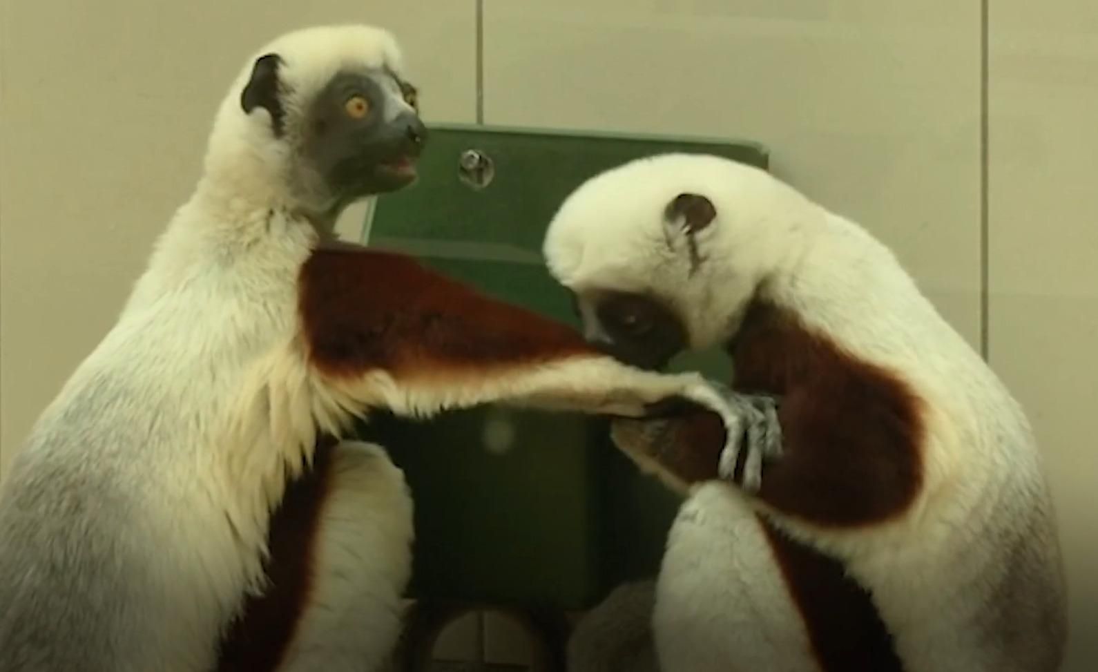 Редкие лемуры впервые оказались в Европе и очаровывают публику: видео Редкие лемуры впервые оказались в Европе и очаровывают публику: видео