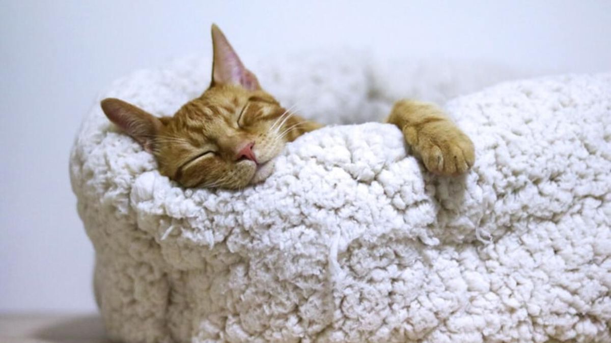 Поза кота для сна: о чем свидетельствует