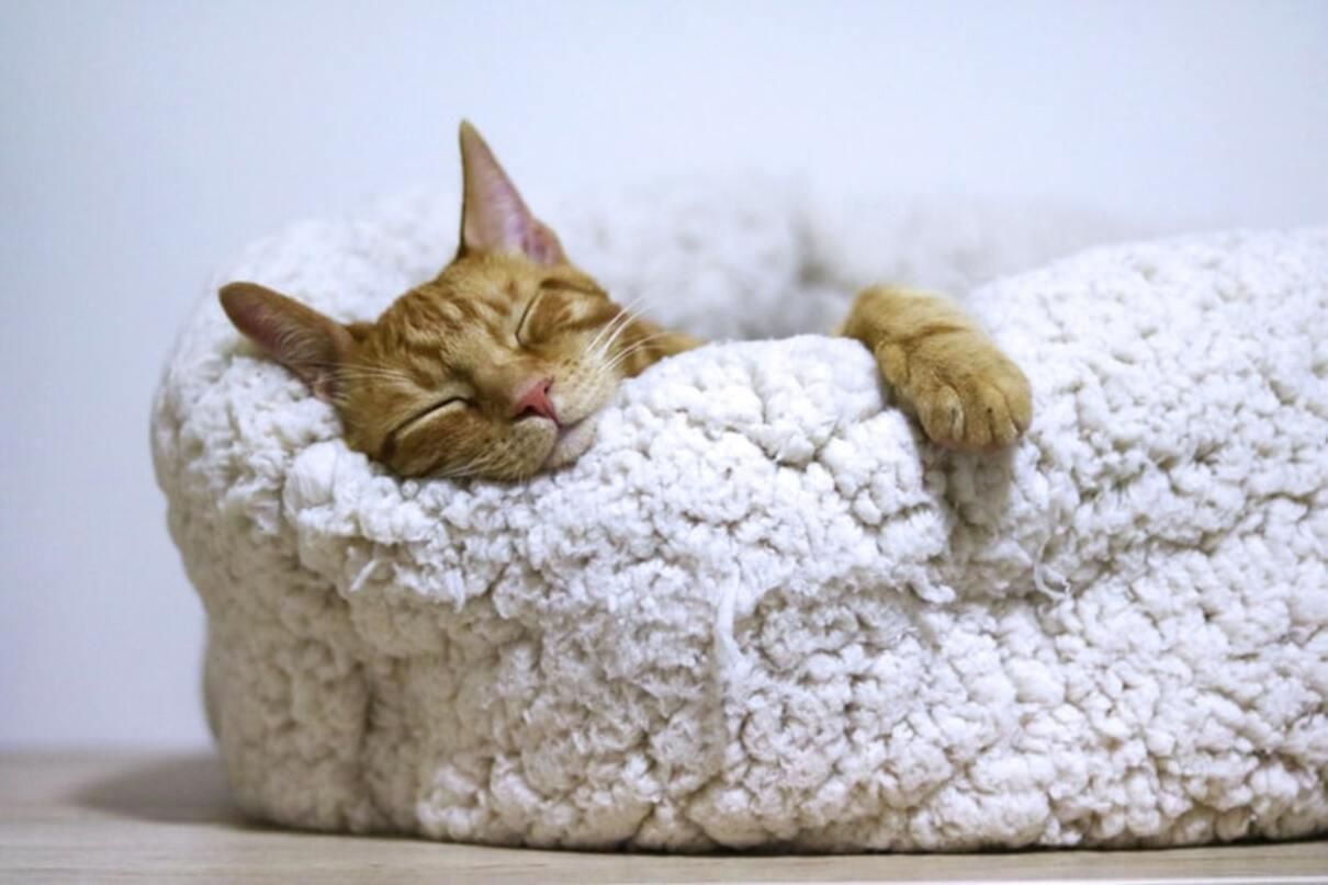 Поза кота для сна: о чем свидетельствует