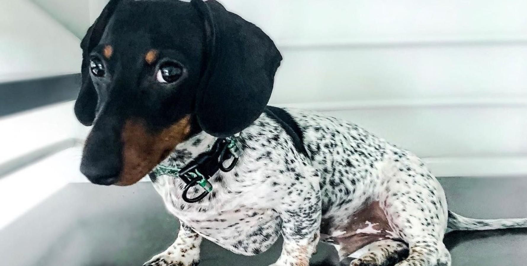Морда такси, тело далматинца: уникальная собака подорвала сеть Морда такси, тело далматинца: уникальная собака подорвала сеть