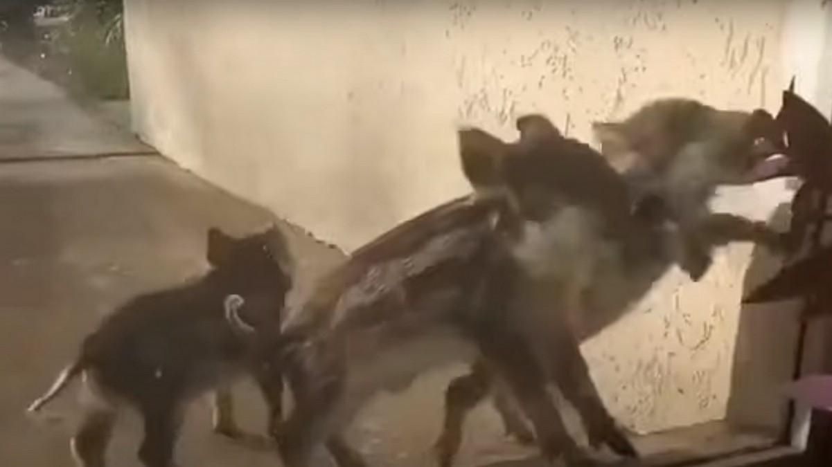 На Запорожье дикие кабаны штурмовали АЭС: видео На Запорожье дикие кабаны штурмовали АЭС: видео