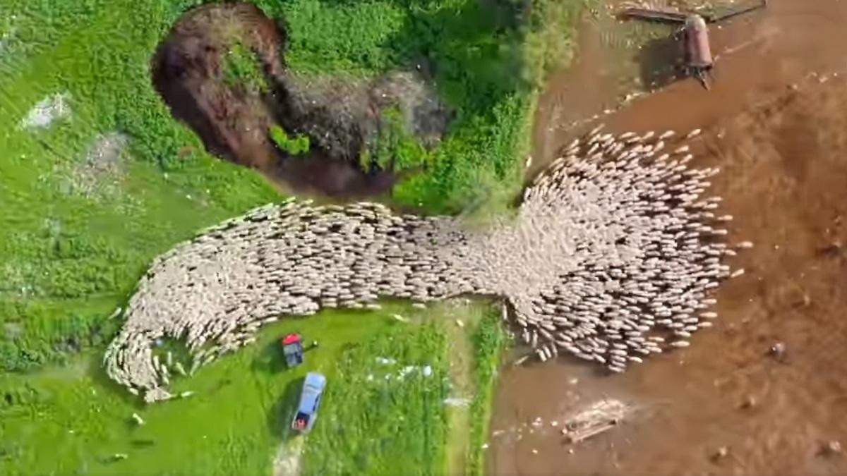 Впечатляющие кадры: фотограф 7 месяцев снимал жизни животных с дрона  Впечатляющие кадры: фотограф 7 месяцев снимал жизни животных с дрона