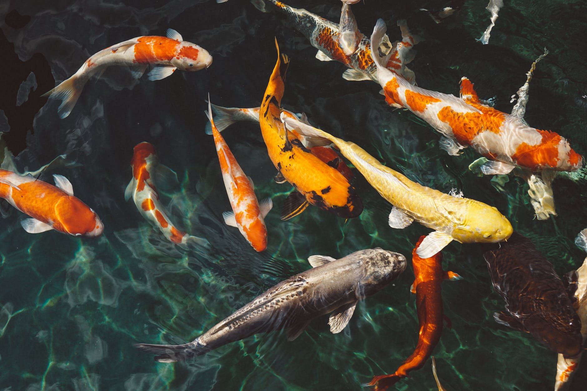 Вчені дослідили, як забруднення води хімікатами може вплинути на риб