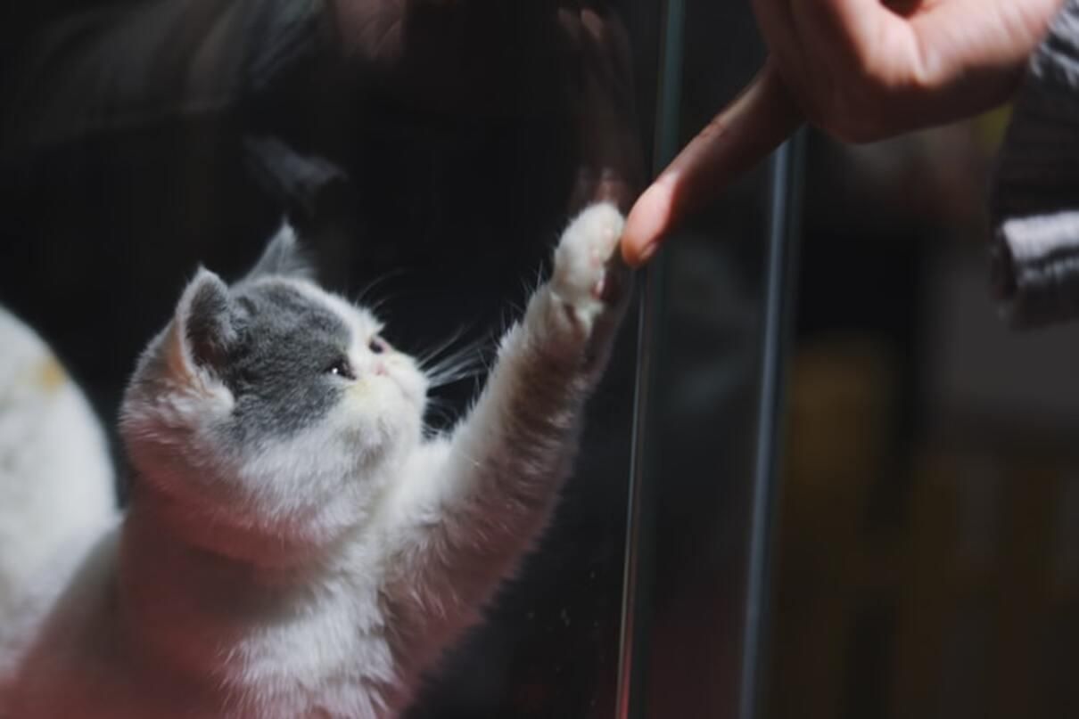 10 важных обязательств, которые уже выполняет Purina® 10 важных обязательств, которые уже выполняет Purina®