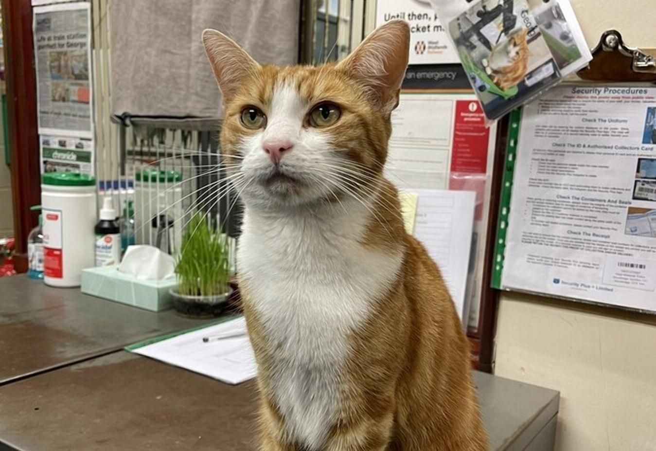 Кот получил официальную работу на вокзале: невероятная история из Англии Кот получил официальную работу на вокзале: невероятная история из Англии