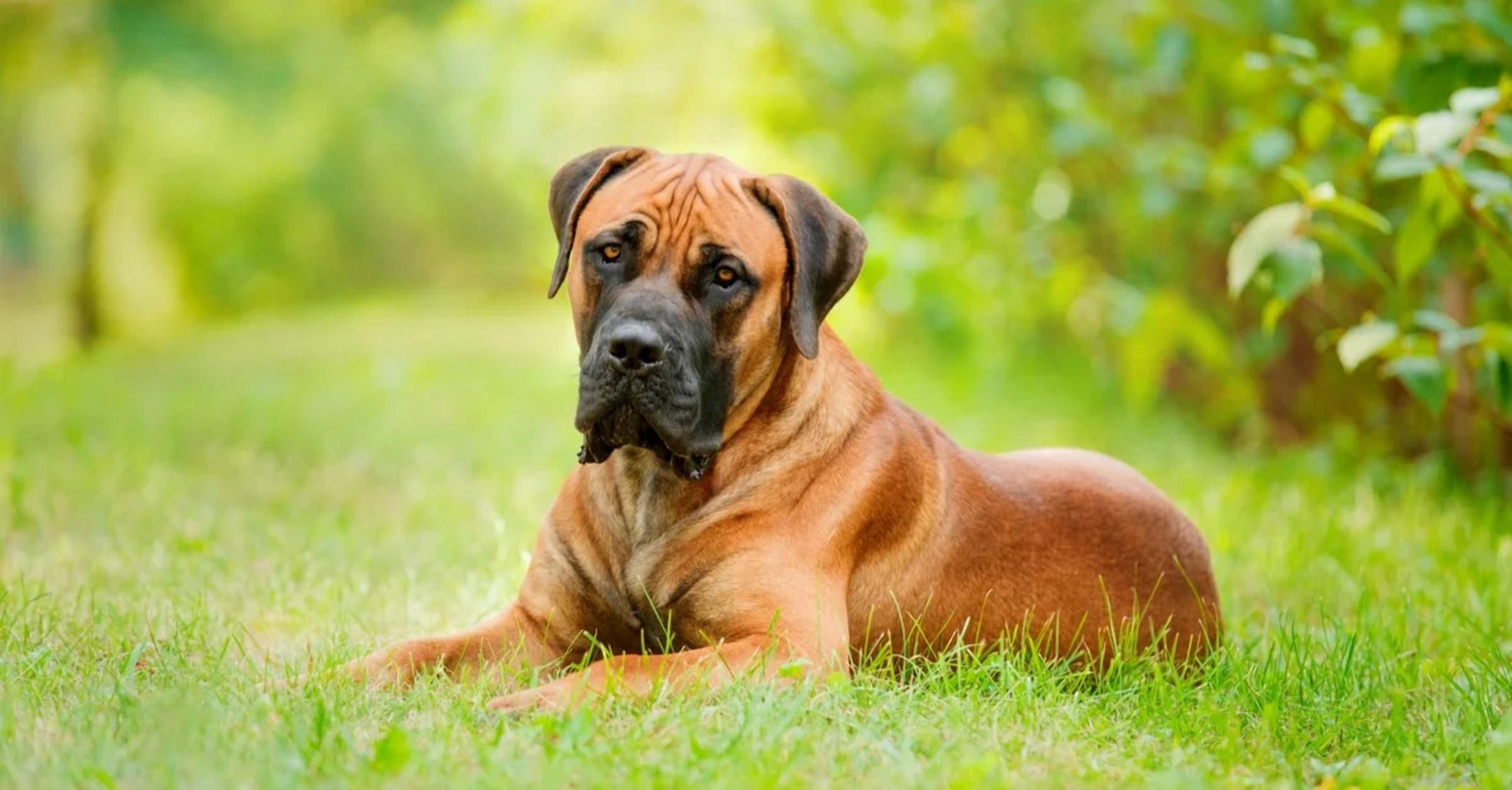 Шимпанзе-алкоголіки та інші цікаві факти про тварин, що ламають мозок Шимпанзе-алкоголіки та інші цікаві факти про тварин, що ламають мозок