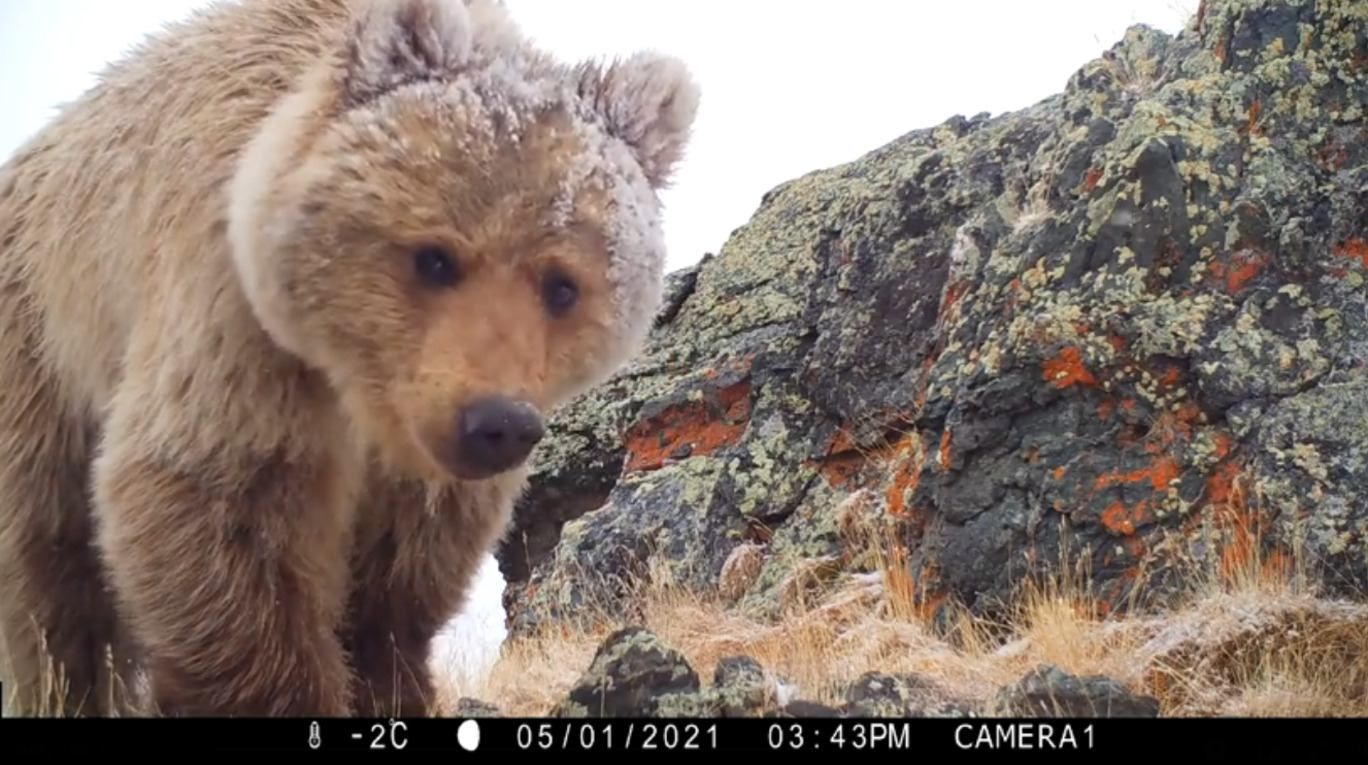 Ведмідь знищує приховані камери Сайлюгемського нацпарку – відео