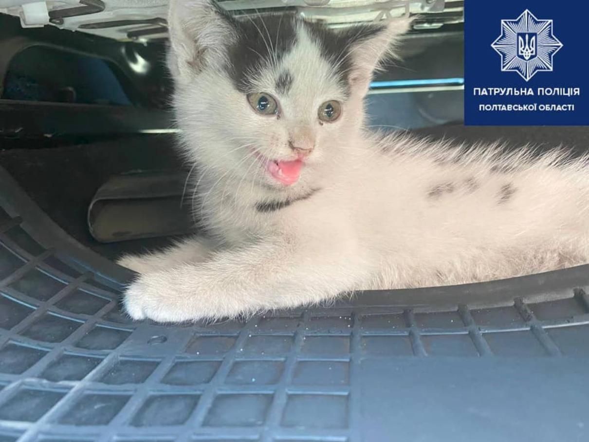 У Полтаві поліція спинила авто і знайшла під капотом кошеня: фото