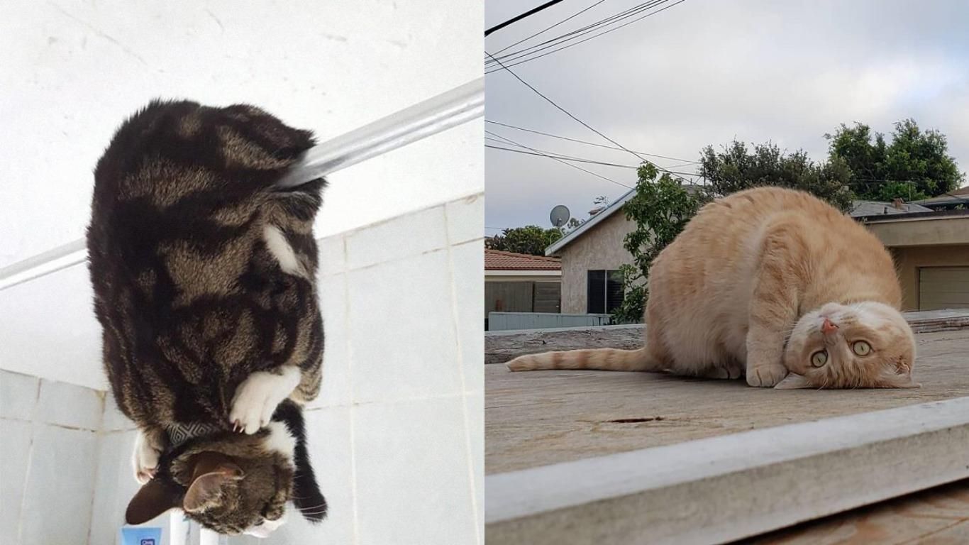 Коти, які зламались – унікальні фото для гарного настрою Коти, які зламались – унікальні фото для гарного настрою