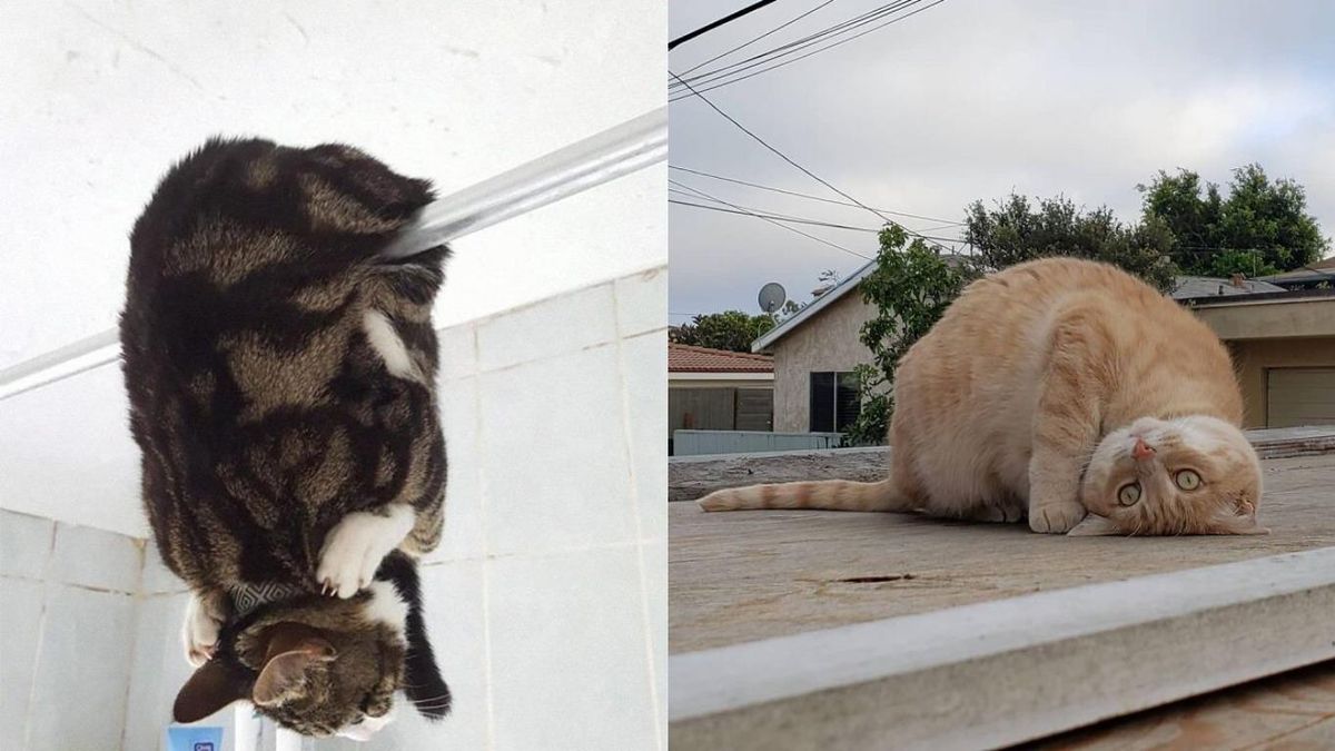 Коти, які зламались – унікальні фото для гарного настрою