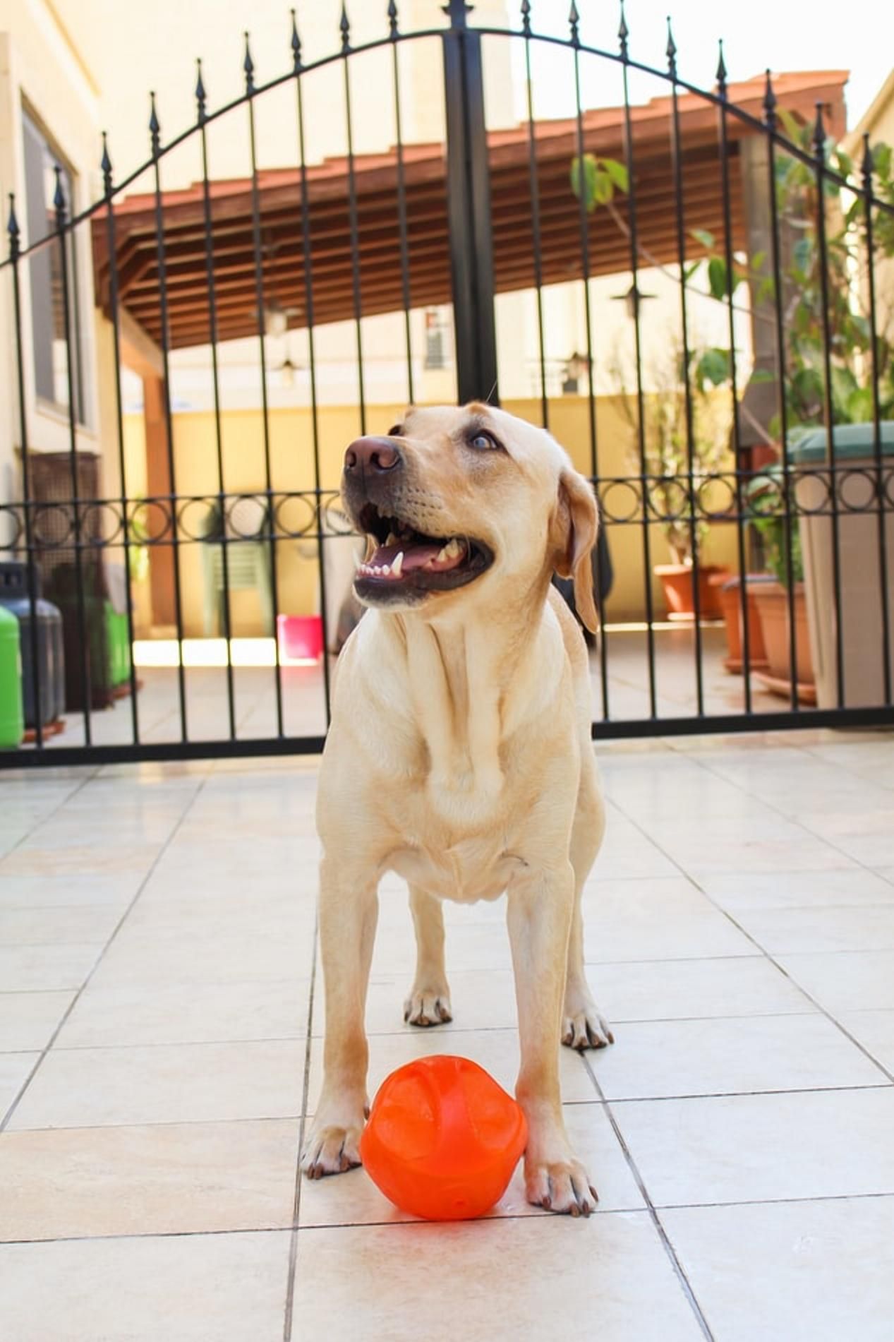Неочікувані гості: дружній собака привів додому корову – відео
 Неочікувані гості: дружній собака привів додому корову – відео