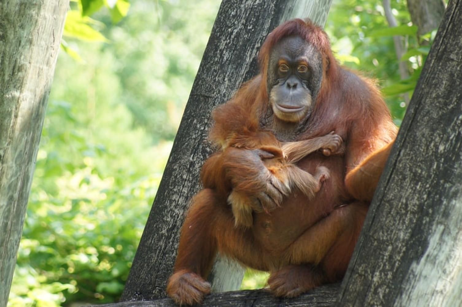 Материнська ніжність: як мама-орангутанг опікає своє немовля – відео дня