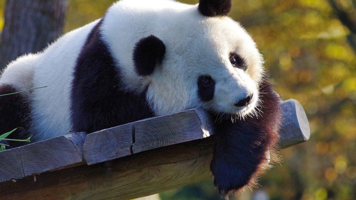 Гігантські панди більше не вимирають: причина