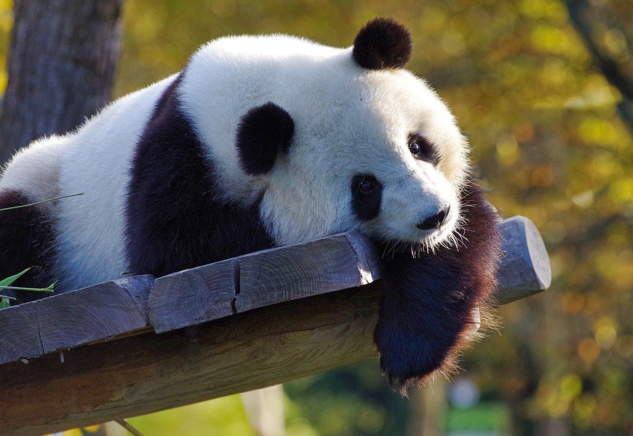 Гігантські панди більше не вимирають: причина