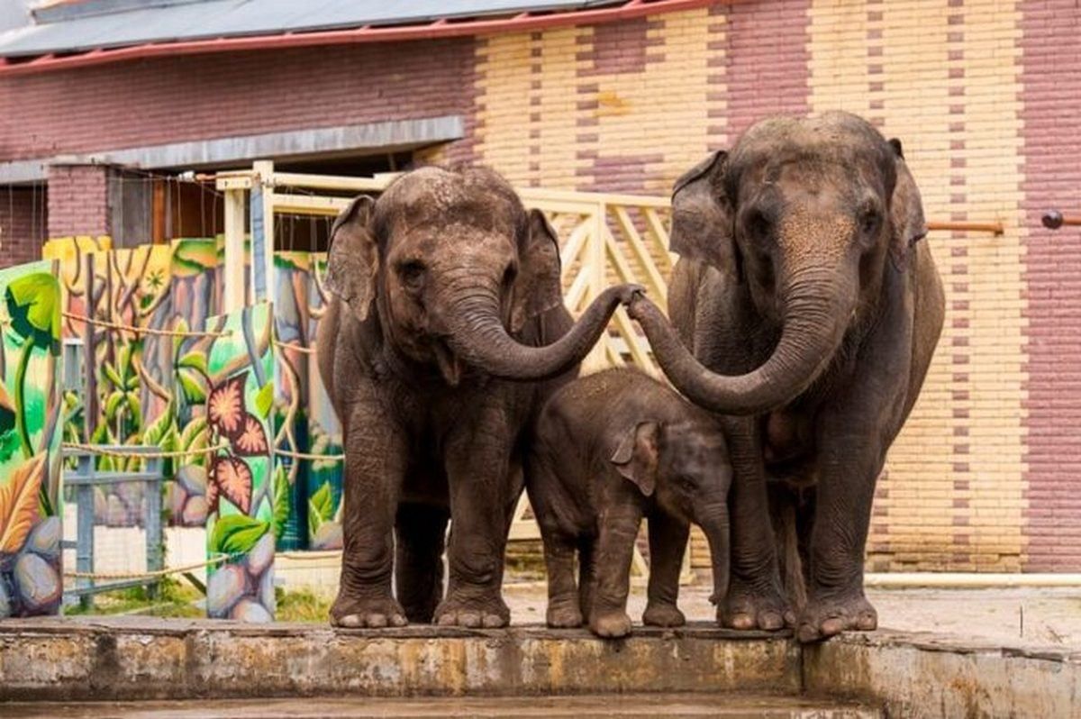 В Британии могут запретить содержать слонов в зоопарках