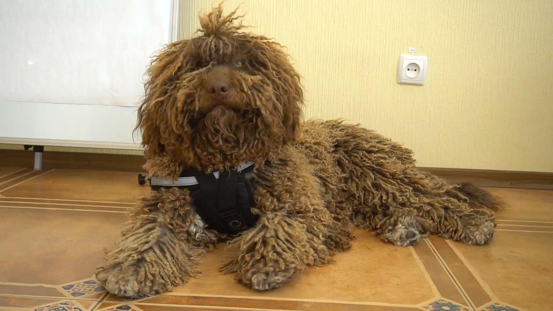 Чотирилапі рятувальники: історії про собак, які вірно служать людям Чотирилапі рятувальники: історії про собак, які вірно служать людям