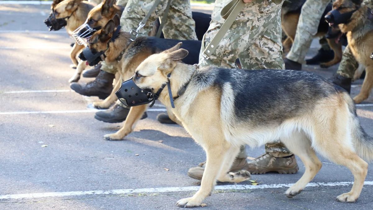 Собаки пограничников будут участниками парада на День Независимости