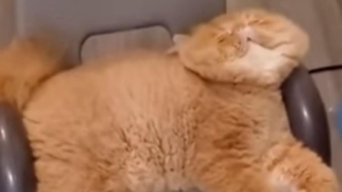 Двовимірна кішка з Китаю повеселила мережу: кумедне відео