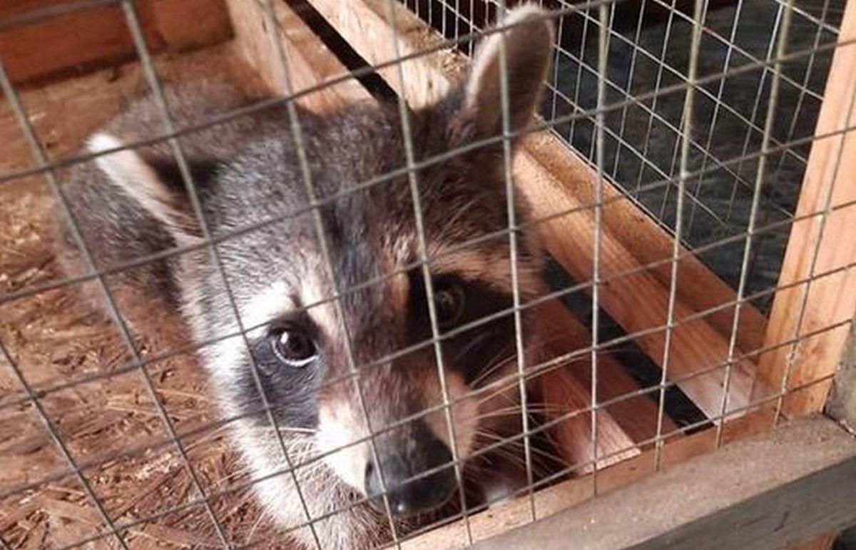 Два роки жив у щілині: в Ужгороді ледь врятували єнота – відео Два роки жив у щілині: в Ужгороді ледь врятували єнота – відео