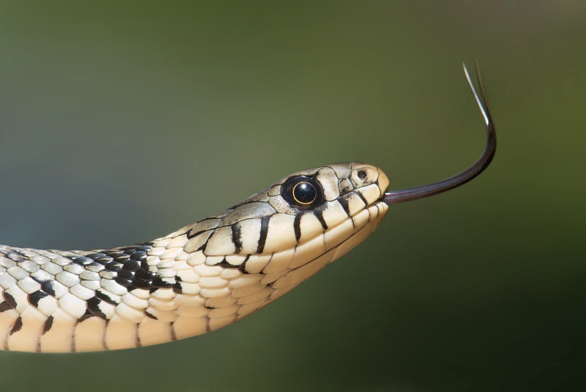 Обережно змії: що робити при укусі гадюки і як вберегтися від цього