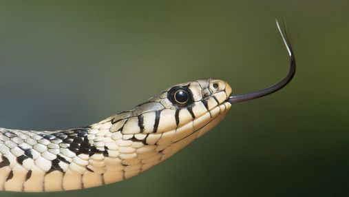 Осторожно змеи: что делать при укусе гадюки и как уберечься от этого