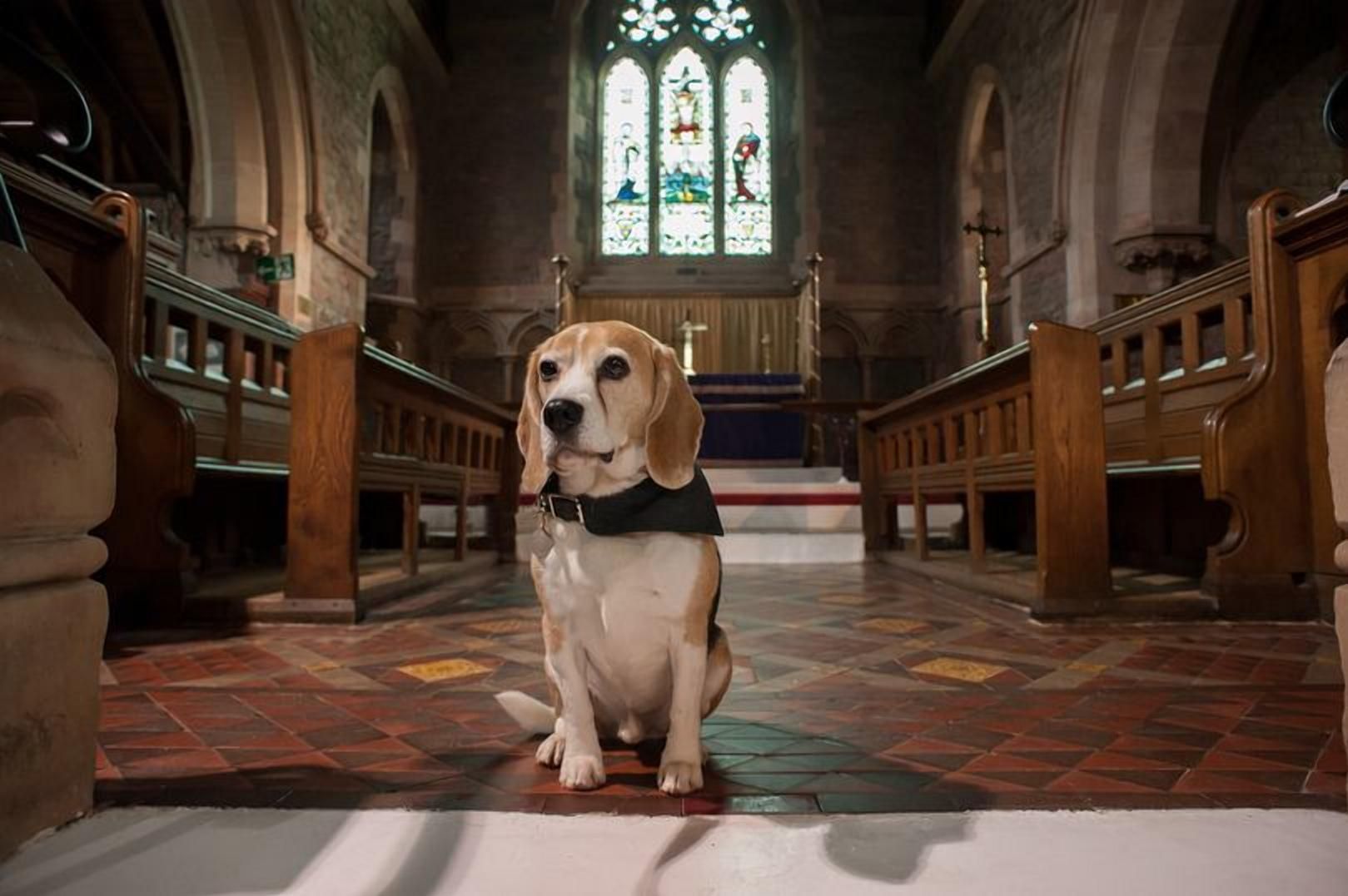 Підтримка в найважчий момент: в Англії бігль отримав неочікувану роботу Підтримка в найважчий момент: в Англії бігль отримав неочікувану роботу