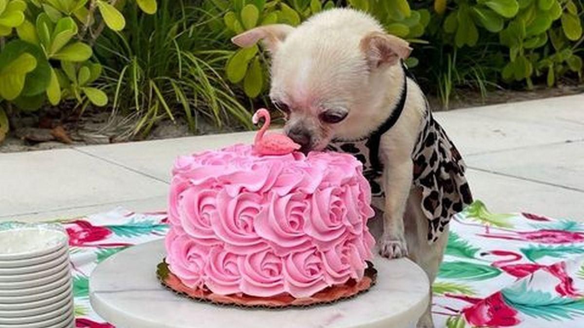 Відома актриса Софія Вергара привітала собаку з Днем народження Відома актриса Софія Вергара привітала собаку з Днем народження