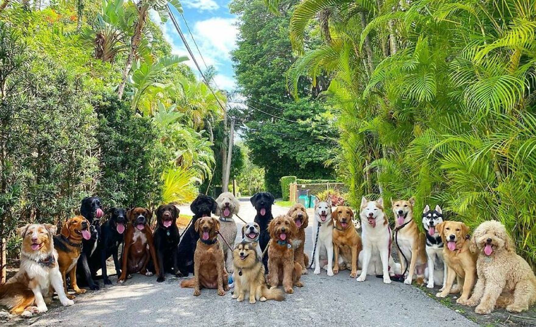 Идеальные модели: невероятные групповые фотографии собак, которым позавидует любой фотограф 
