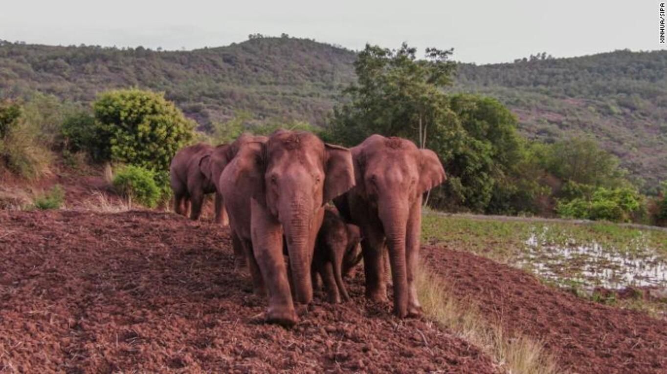 Один слон-мандрівник з Китаю відбився від загального стада