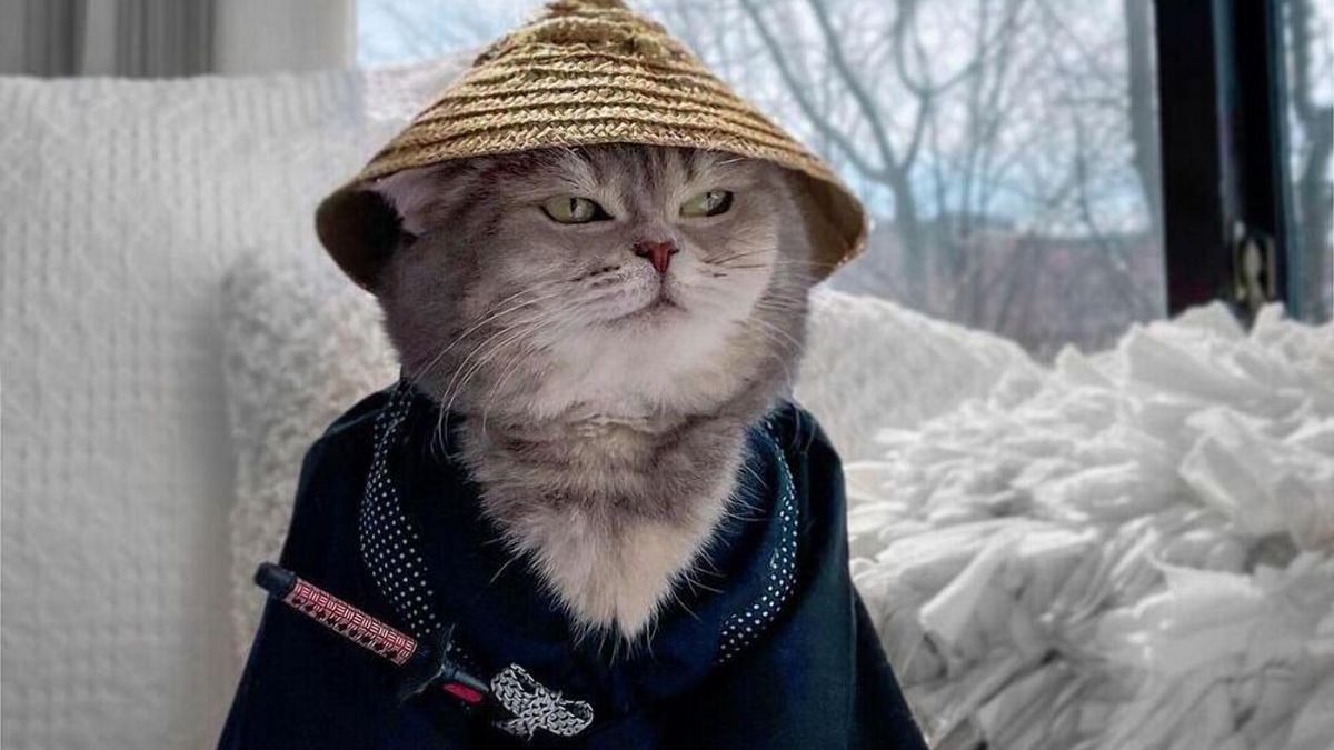 От бездомного кота – до звезды инстаграм с эксклюзивными фото: невероятная история кота Бенсона 