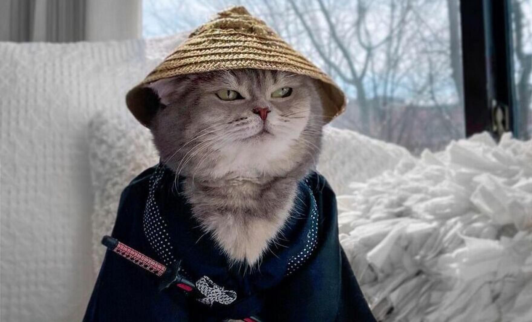 От бездомного кота – до звезды инстаграм с эксклюзивными фото: невероятная история кота Бенсона  От бездомного кота – до звезды инстаграм с эксклюзивными фото: невероятная история кота Бенсона