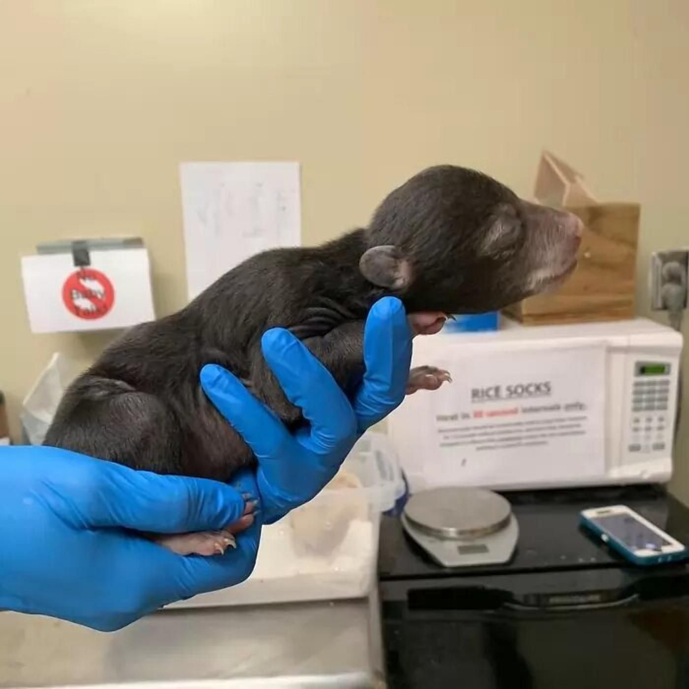 Удивительное спасение: собака принесла домой осиротевшего медвежонка Удивительное спасение: собака принесла домой осиротевшего медвежонка