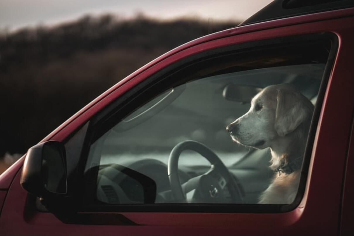 Чому не можна залишати собаку у зачиненому авто у спеку