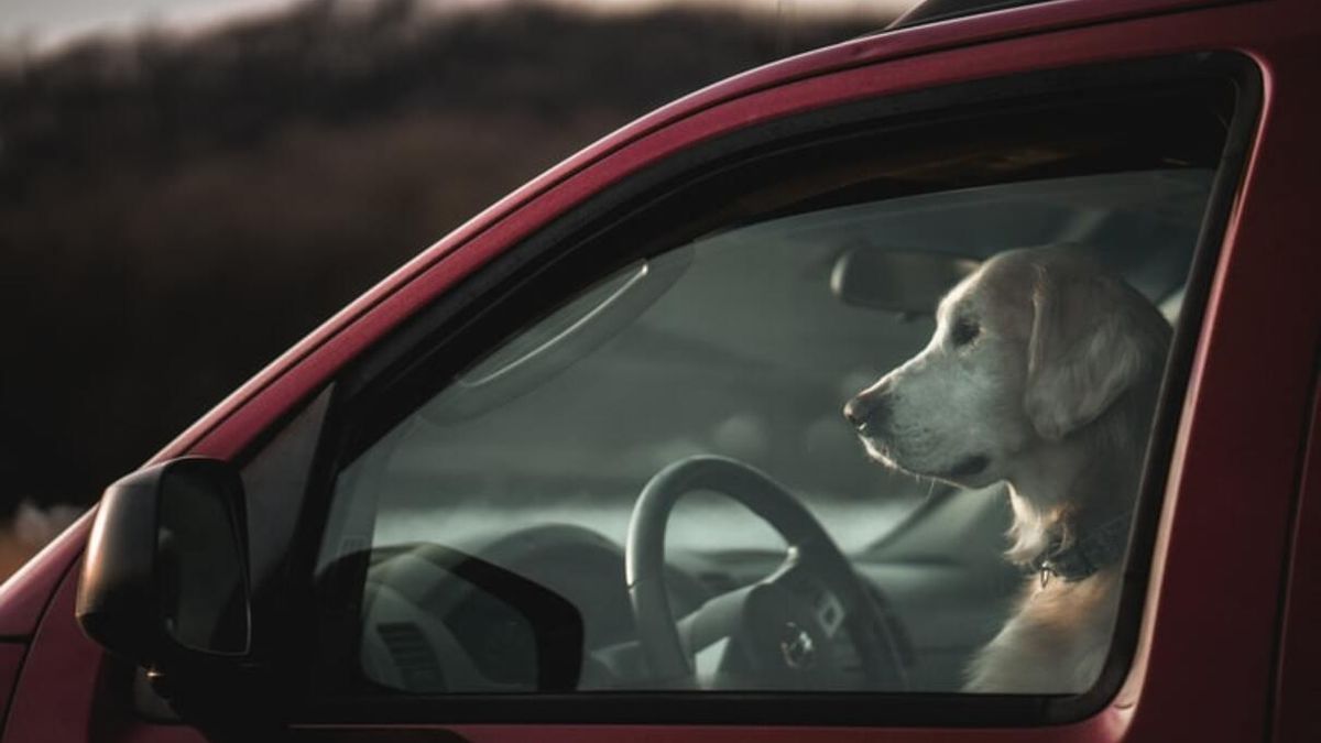 Почему нельзя оставлять собаку в закрытом авто в жару