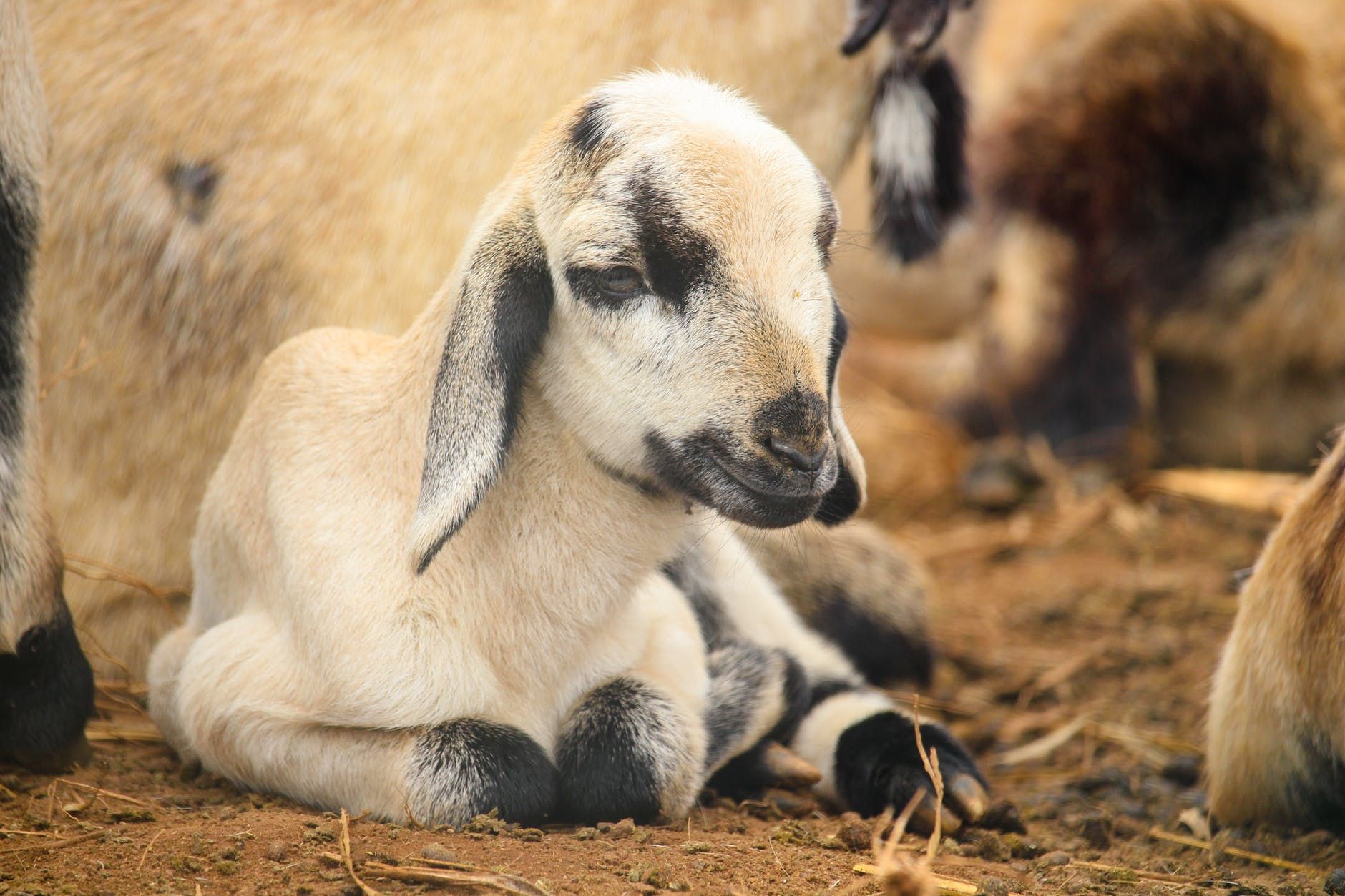 Сотні кіз: як та чому  влада на Гаваях роздає тварин
