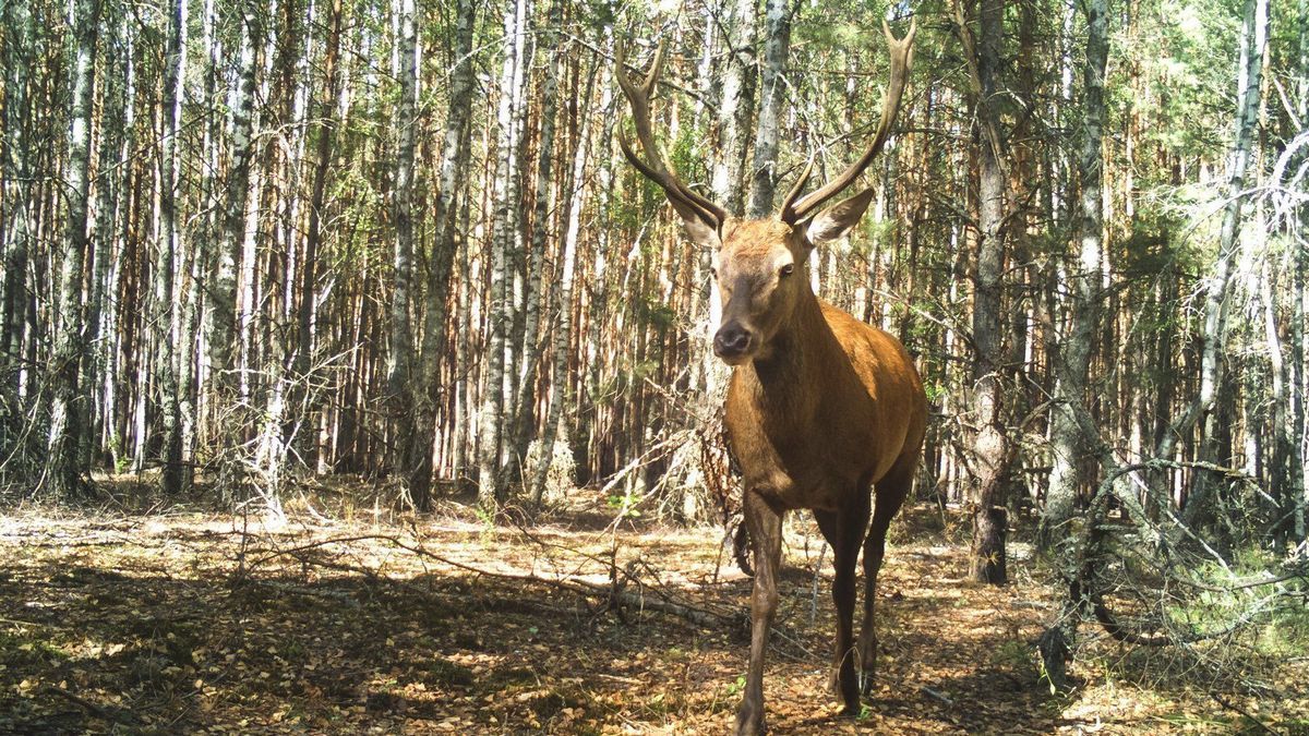 У Чорнобилі фотопастки зафіксували рідкісних тварин У Чорнобилі фотопастки зафіксували рідкісних тварин