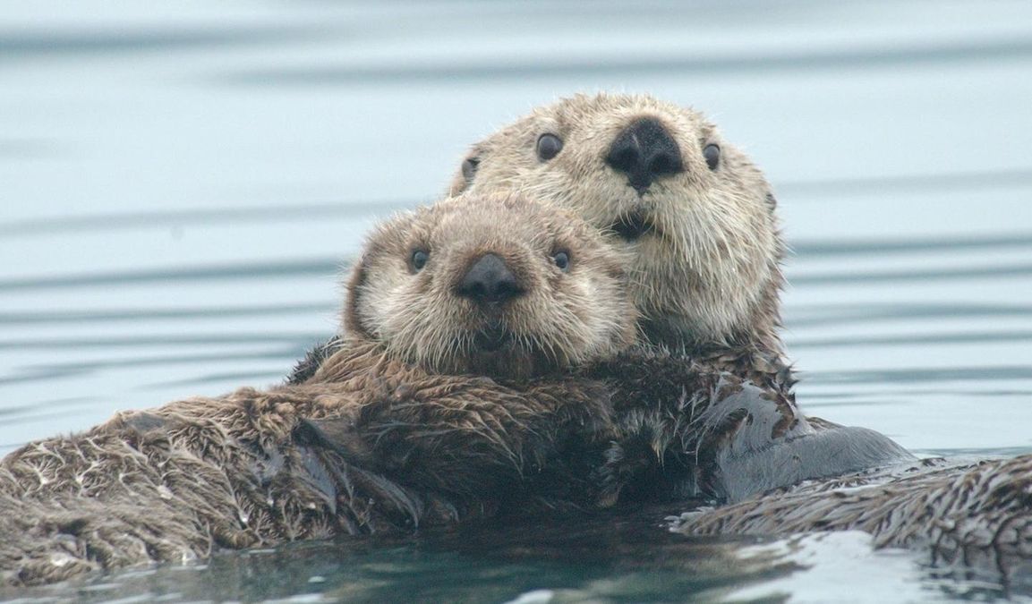 Вчені з’ясували, завдяки чому морська видра не мерзне у холодній воді Вчені з’ясували, завдяки чому морська видра не мерзне у холодній воді