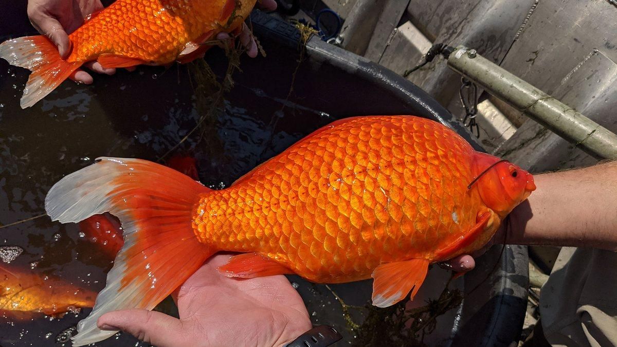 Гігантські золоті рибки в Міннесоті загрожують екосистемі