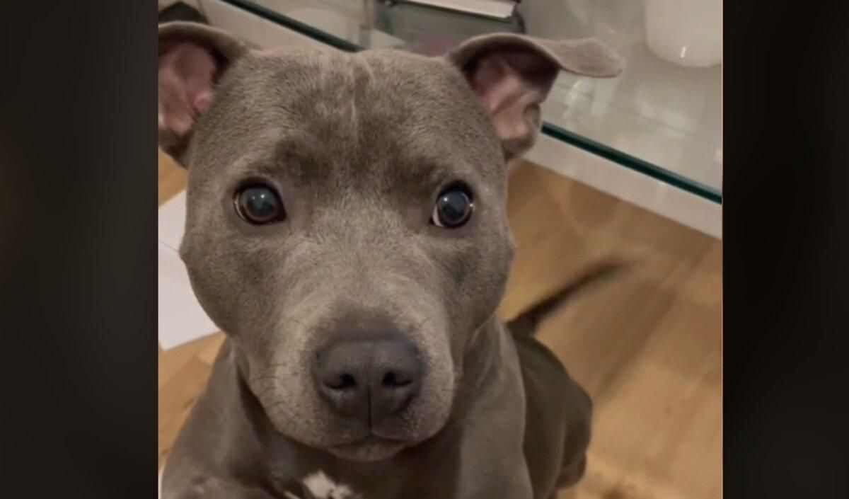 Собаку назвали красунею: миле відео стало вірусним в мережі