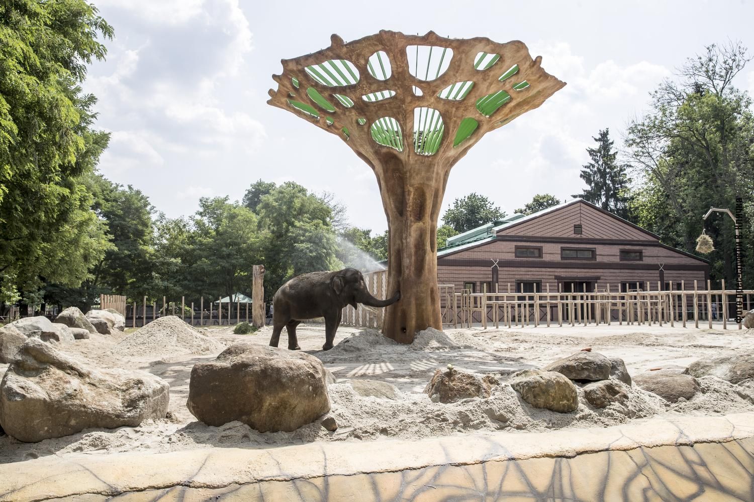Величезний баобаб у вольєрі: як тепер житиме слон з Київзоо – фото