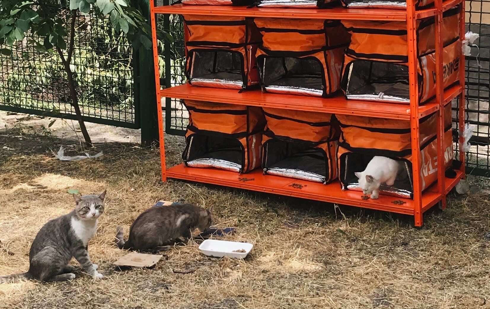 Першу Котохатку облаштували у Києві: де з'являться наступні Першу Котохатку облаштували у Києві: де з'являться наступні