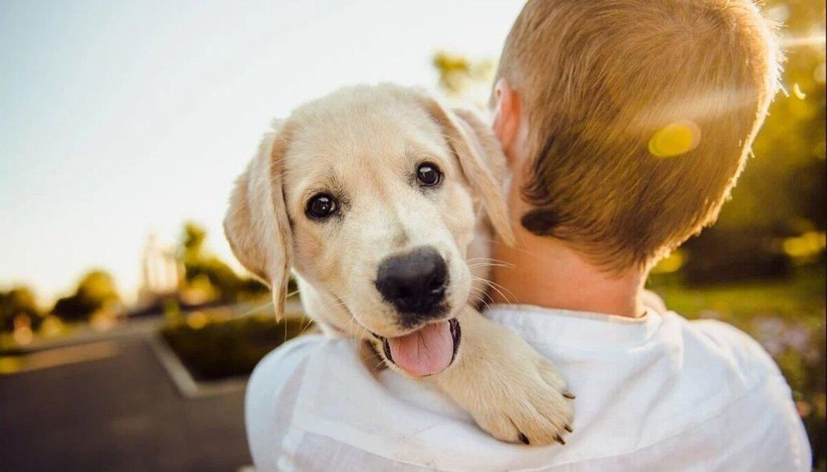 Purina Graduate Program: як стати фахівцем у ветеринарії та бізнесі