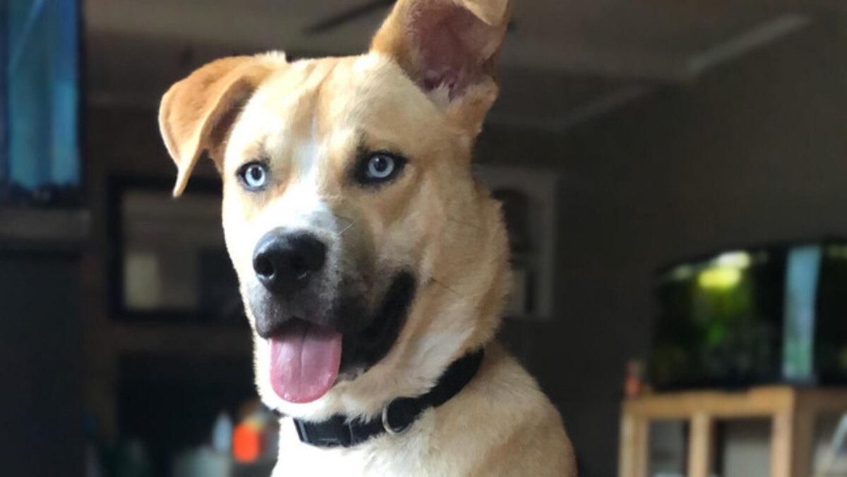 Адский пес: женщина сделала смешной сайт, чтобы найти ему дом Адский пес: женщина сделала смешной сайт, чтобы найти ему дом