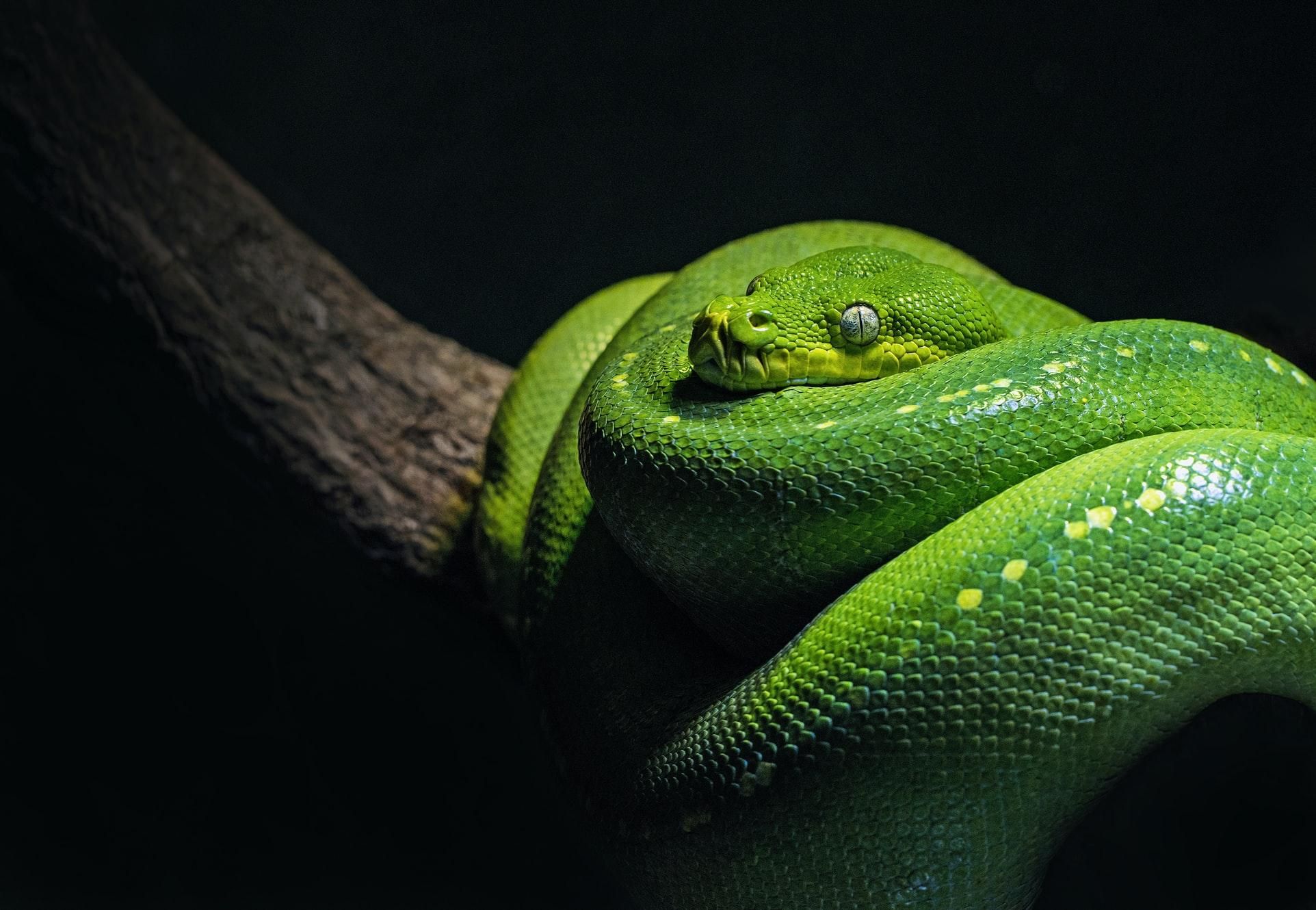 Всесвітній день змій: 10 маловідомих фактів про цих плазунів
