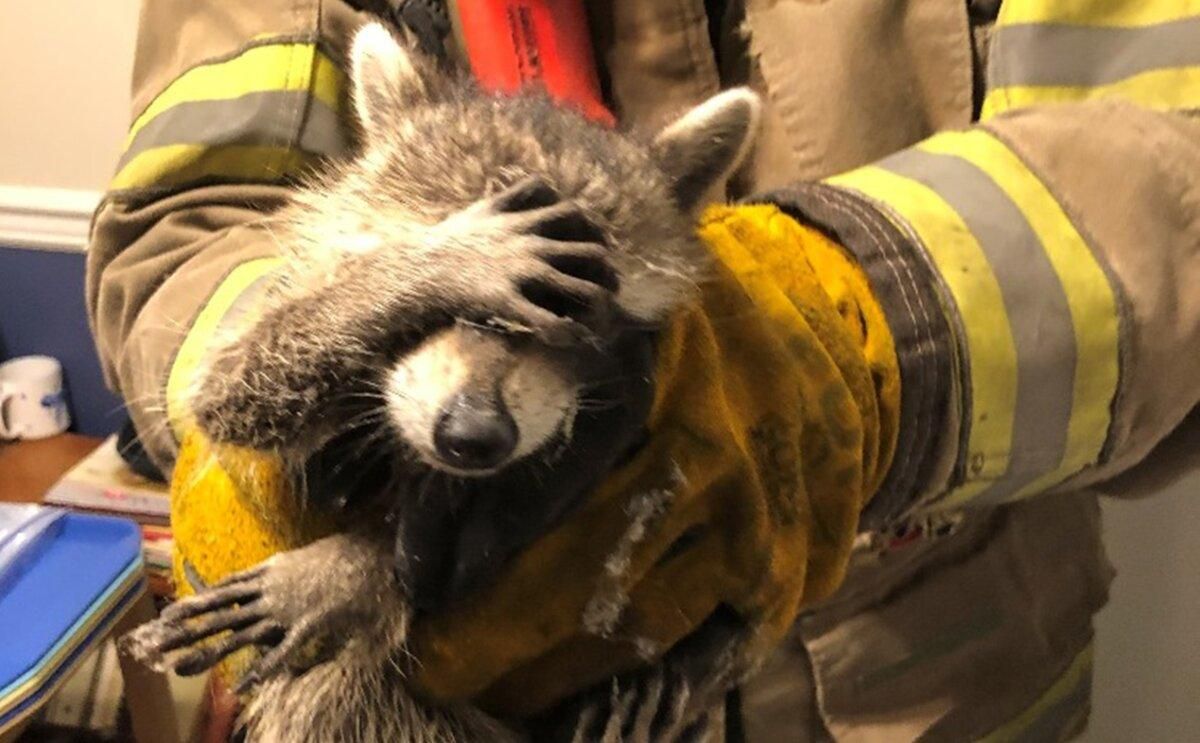 Від сорому закрив очі лапкою: вірусне фото із єнотом Від сорому закрив очі лапкою: вірусне фото із єнотом